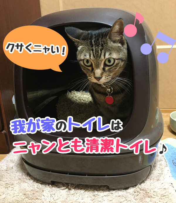 猫　トイレ　臭い