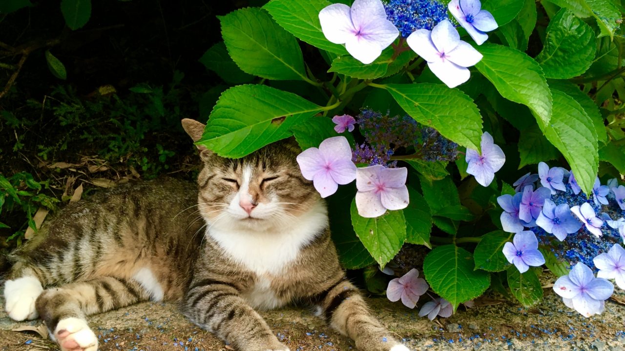 梅雨にだるくなる猫