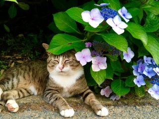 梅雨にだるくなる猫