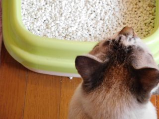 梅雨は猫砂が固まりにくい