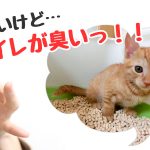 猫　トイレ　臭い