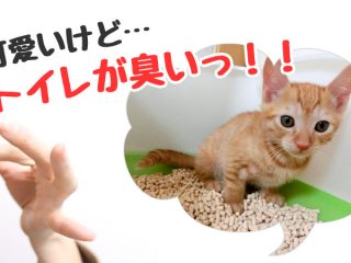 猫　トイレ　臭い