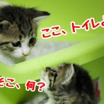 子猫　トイレトレーニング