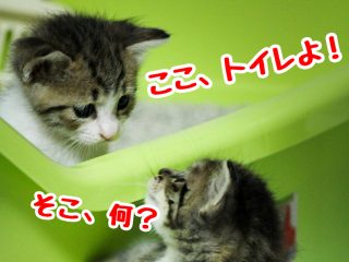 子猫　トイレトレーニング