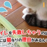 猫　トイレ　失敗