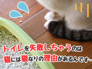 猫　トイレ　失敗