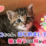 猫　飼う　注意