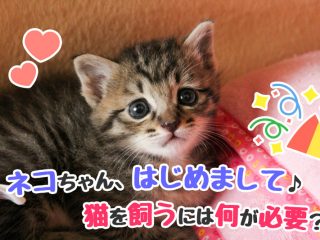 猫　飼う　注意