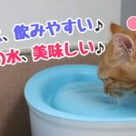 10歳　猫　水