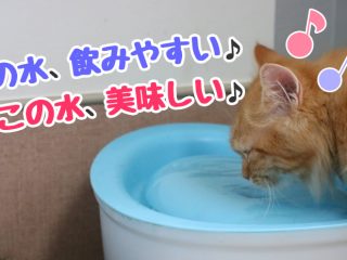 10歳　猫　水