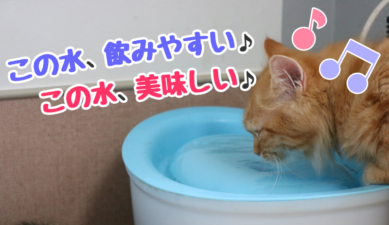 10歳　猫　水