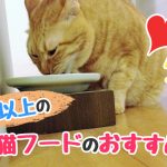 10歳　猫　フード