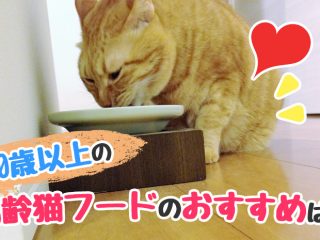 10歳　猫　フード