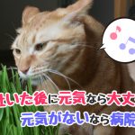 猫　吐く　病気　