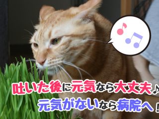 猫　吐く　病気　