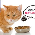 猫が食事に飽きて好き嫌い