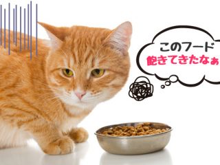 猫が食事に飽きて好き嫌い