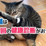 猫　健康診断