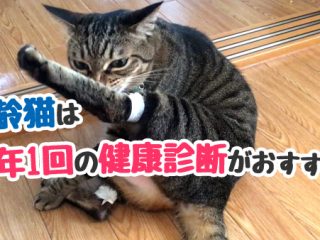 猫　健康診断