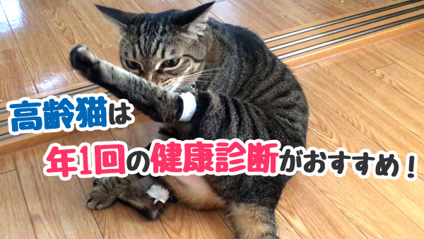 猫　健康診断