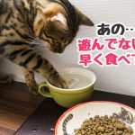 猫　ご飯　ゆっくり食べる