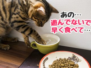 猫　ご飯　ゆっくり食べる