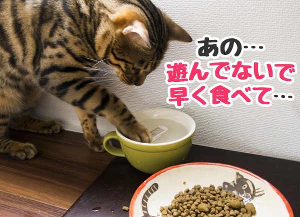 猫　ご飯　ゆっくり食べる