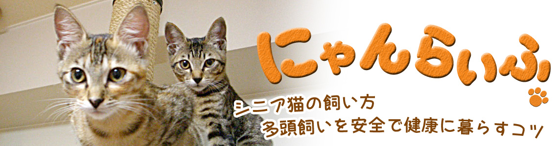 にゃんらいふ～シニア猫の飼い方  多頭飼いを安全で健康に暮らすコツ