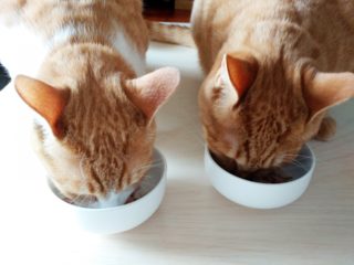 多頭飼いの猫のダイエットは難しい