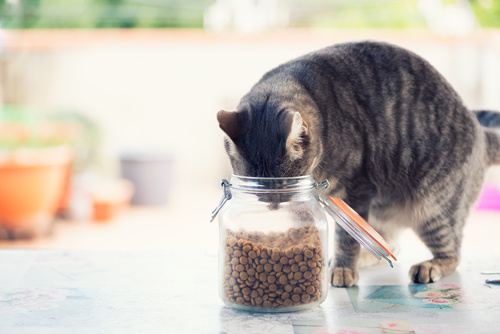 猫のダイエットはペットボトル転がしで解消！