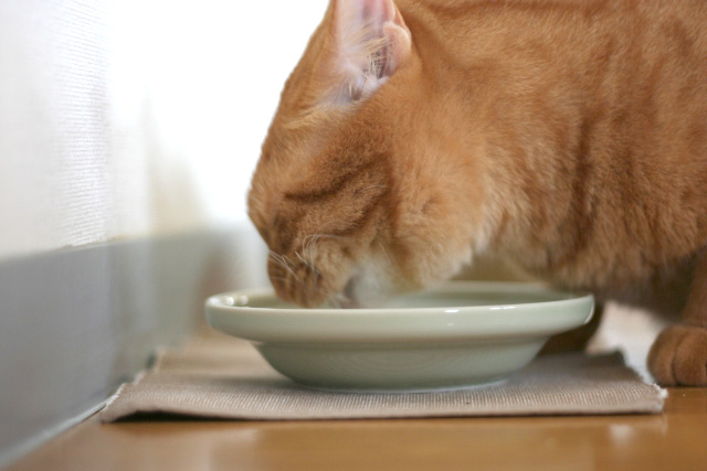 猫の食べ方が変かも？