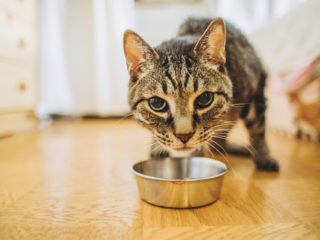 猫が食べ過ぎて困る