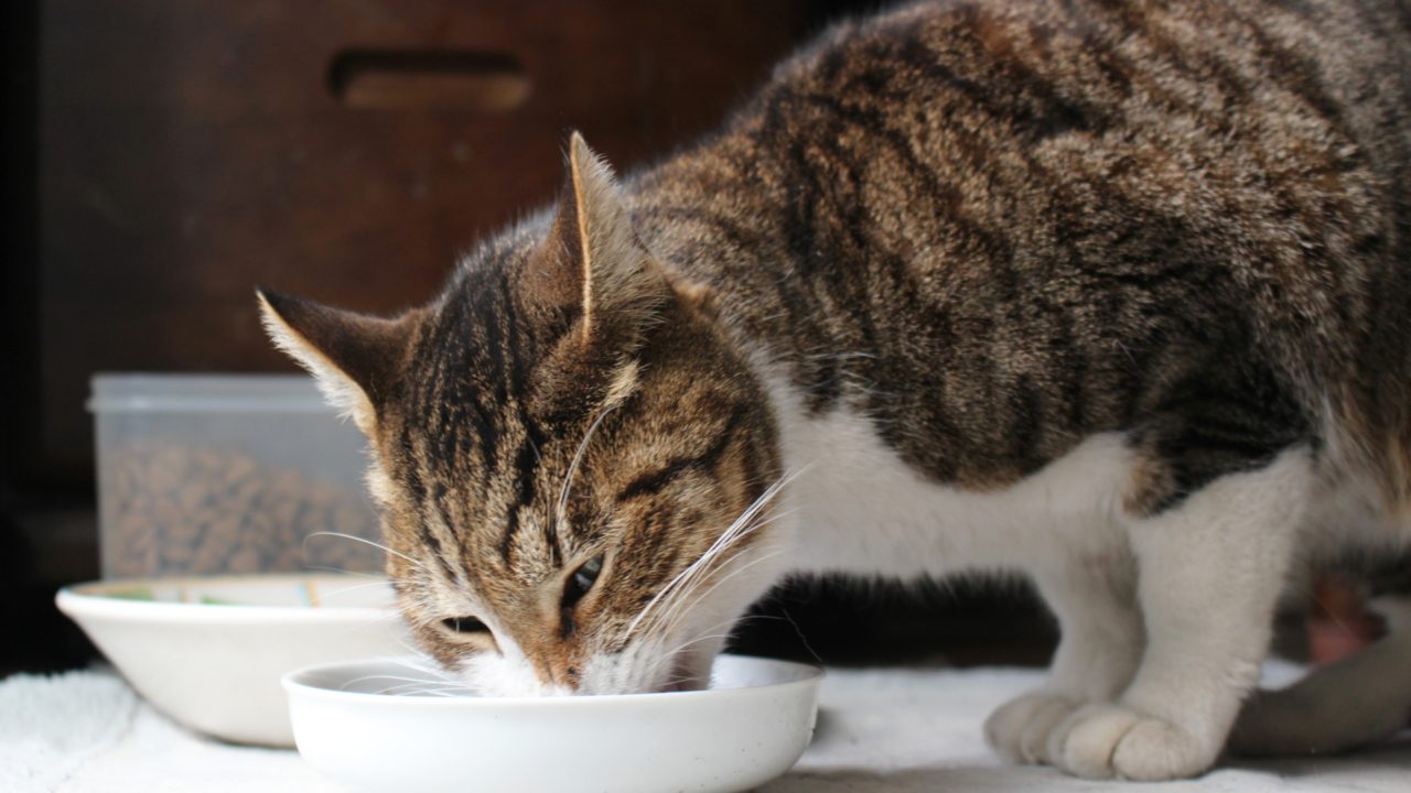 猫の早食いを防ぐには？