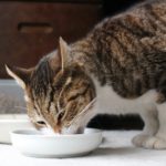 猫の早食いを防ぐには？