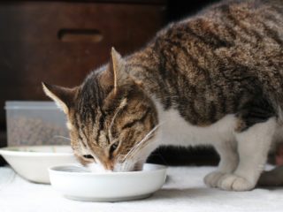 猫の早食いを防ぐには？